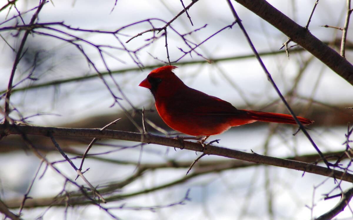 A cardinal on a branch.