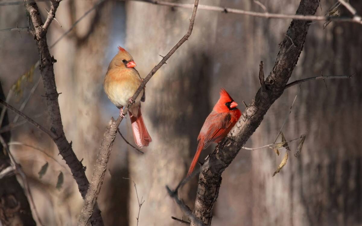 A male and female cardinal perched in a tree.