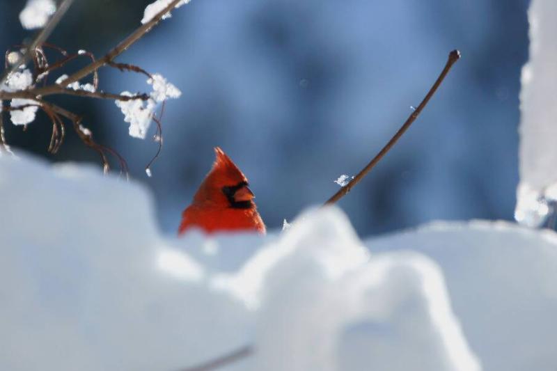 A cardinal perched in the snow.