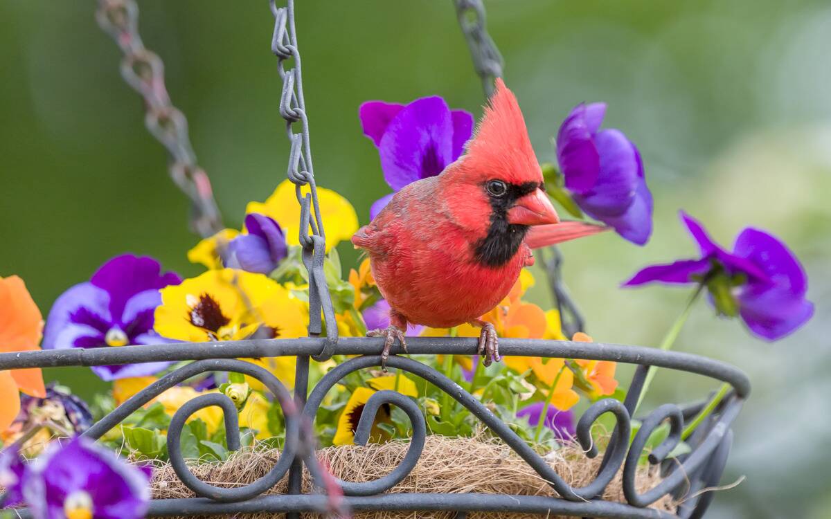 A cardinal perched on a flower pot.