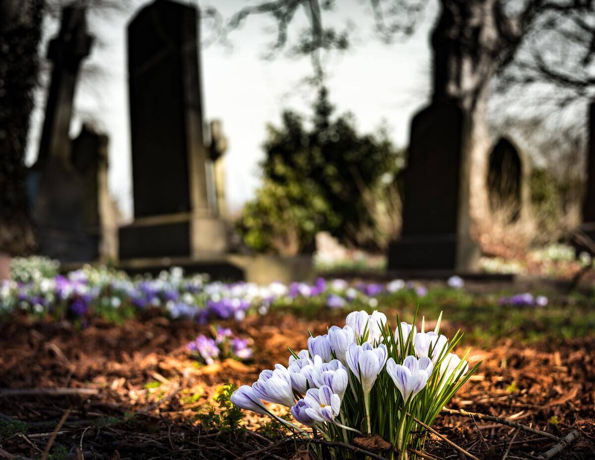 A cemetery, the headstones blurred in the background while a small plot of flowers blooms in the foreground.