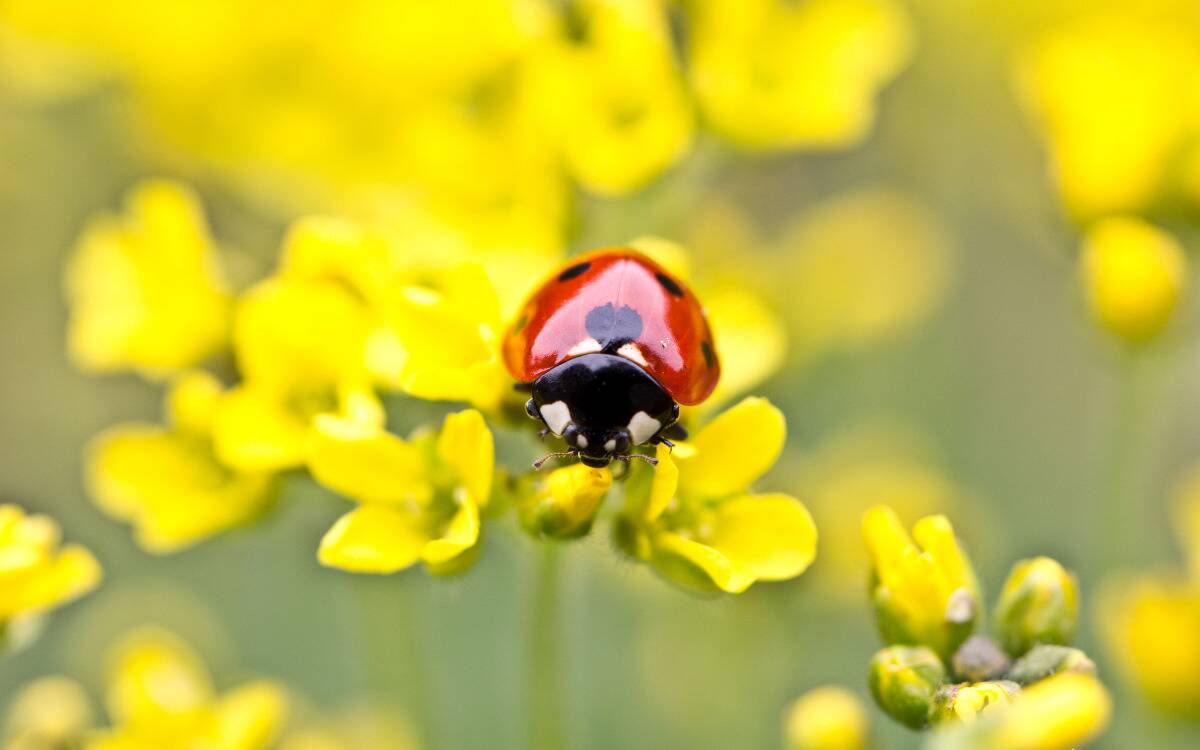 A ladybug on some yellow flowers.
