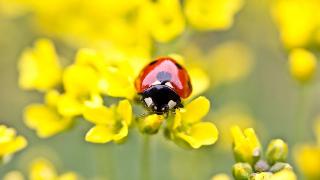 A ladybug on some yellow flowers.