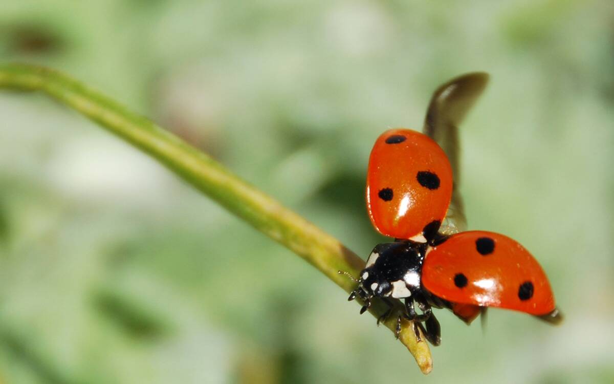 A ladybug about to take flight from a plant stem.