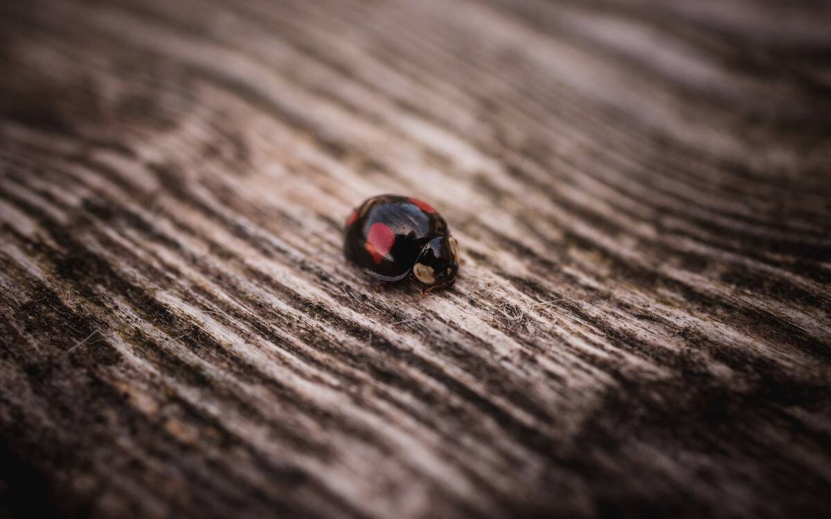 A black ladybug on a piece of wood.