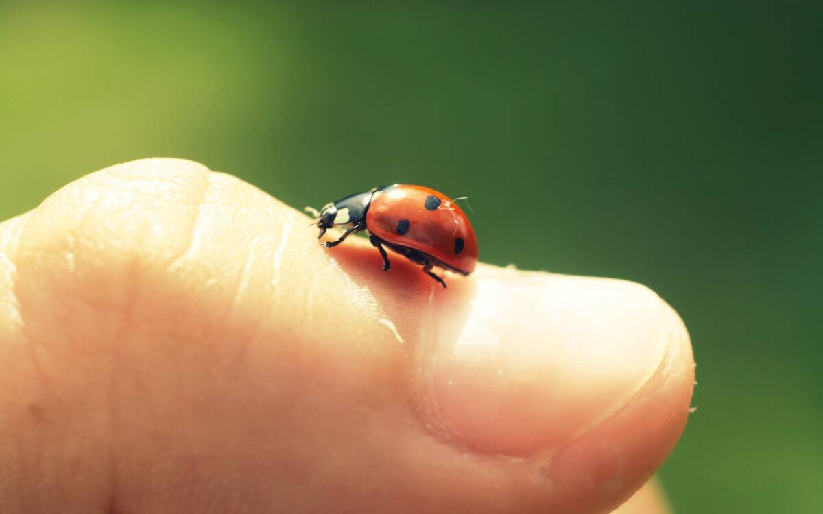 A ladybug on someone's thumb.