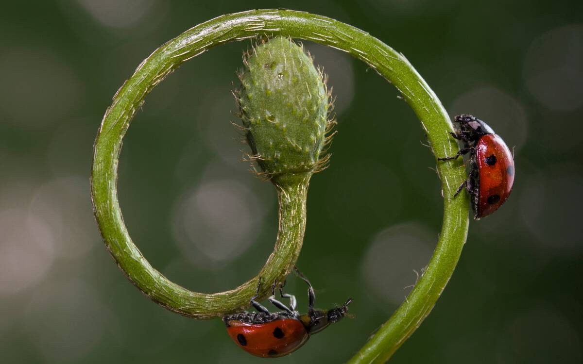 Two ladybugs on a spiral plant.