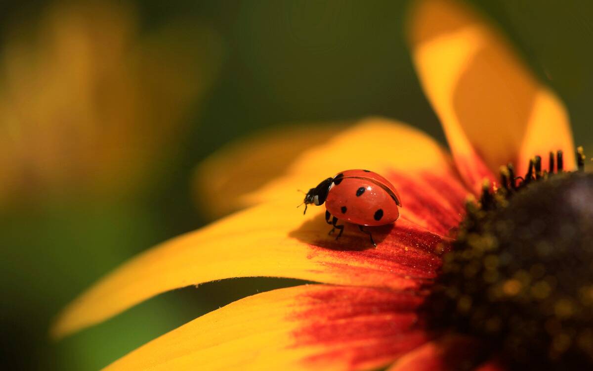 A ladybug on the petal of an orange and red flower.