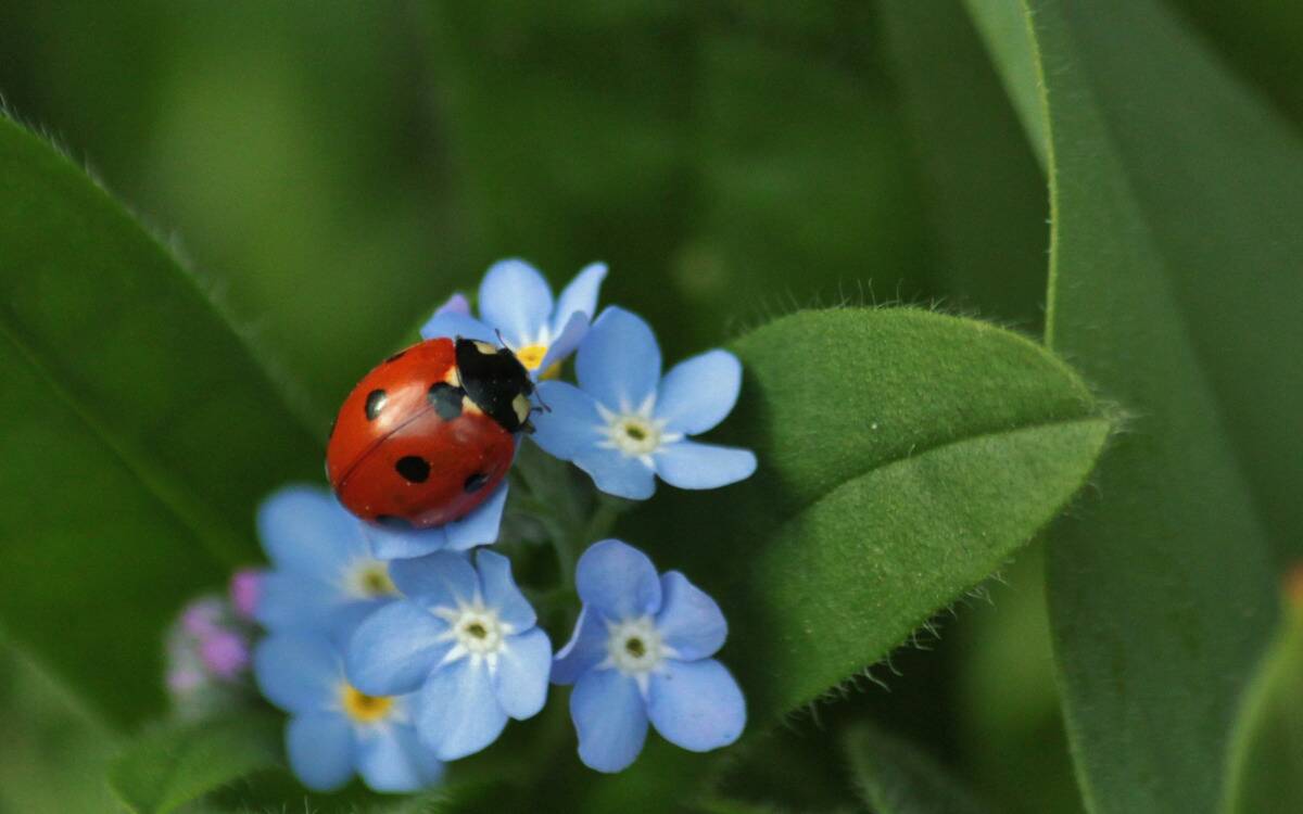A ladybug on some small blue flowers.