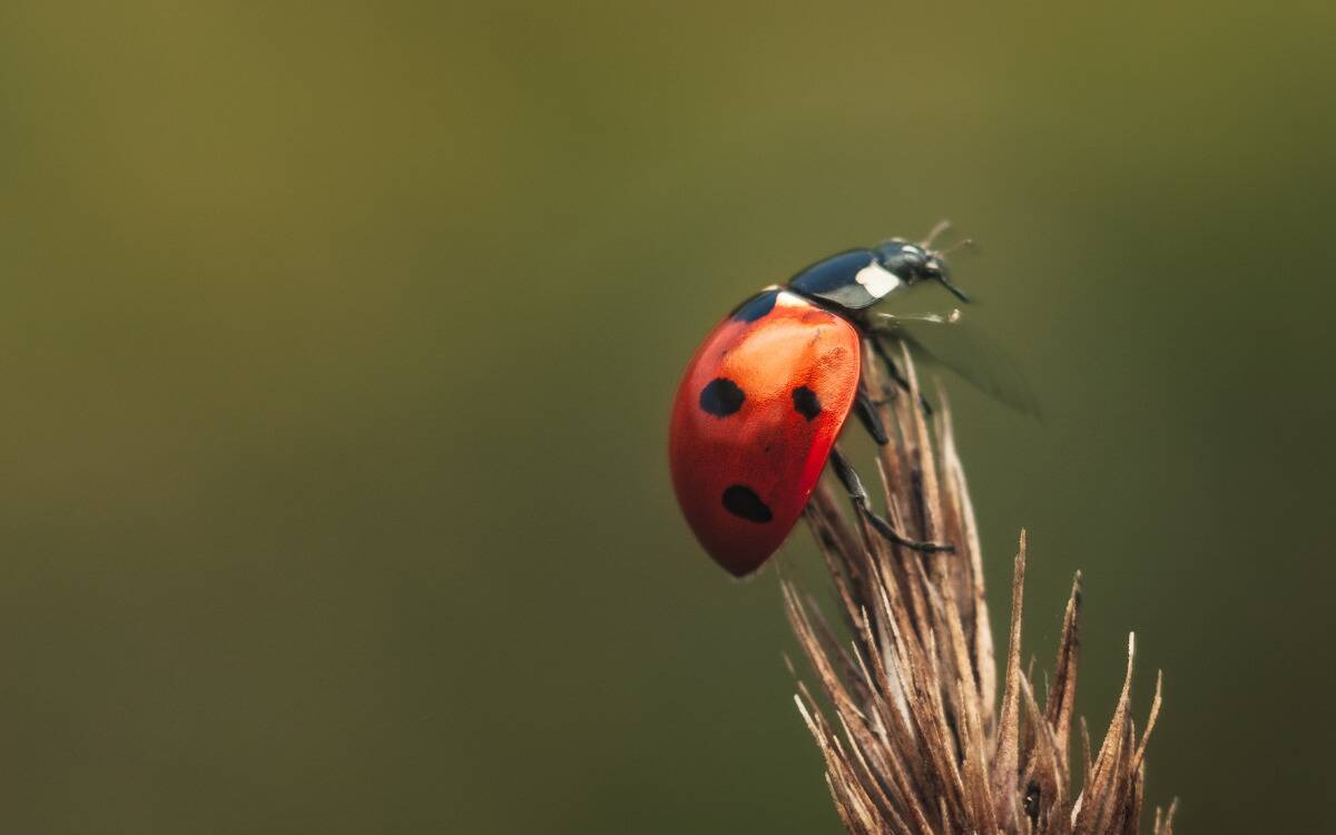 A ladybug on top of the tip of a reed.