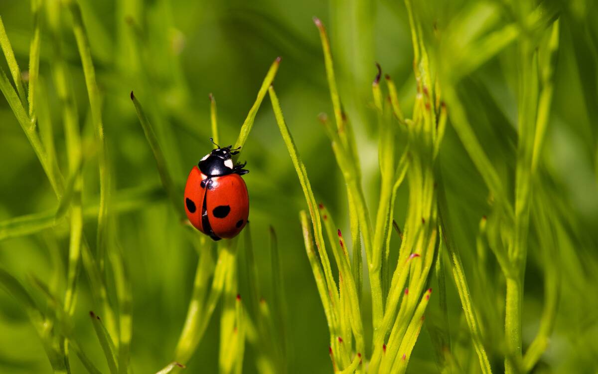 A ladybug on some blades of grass.