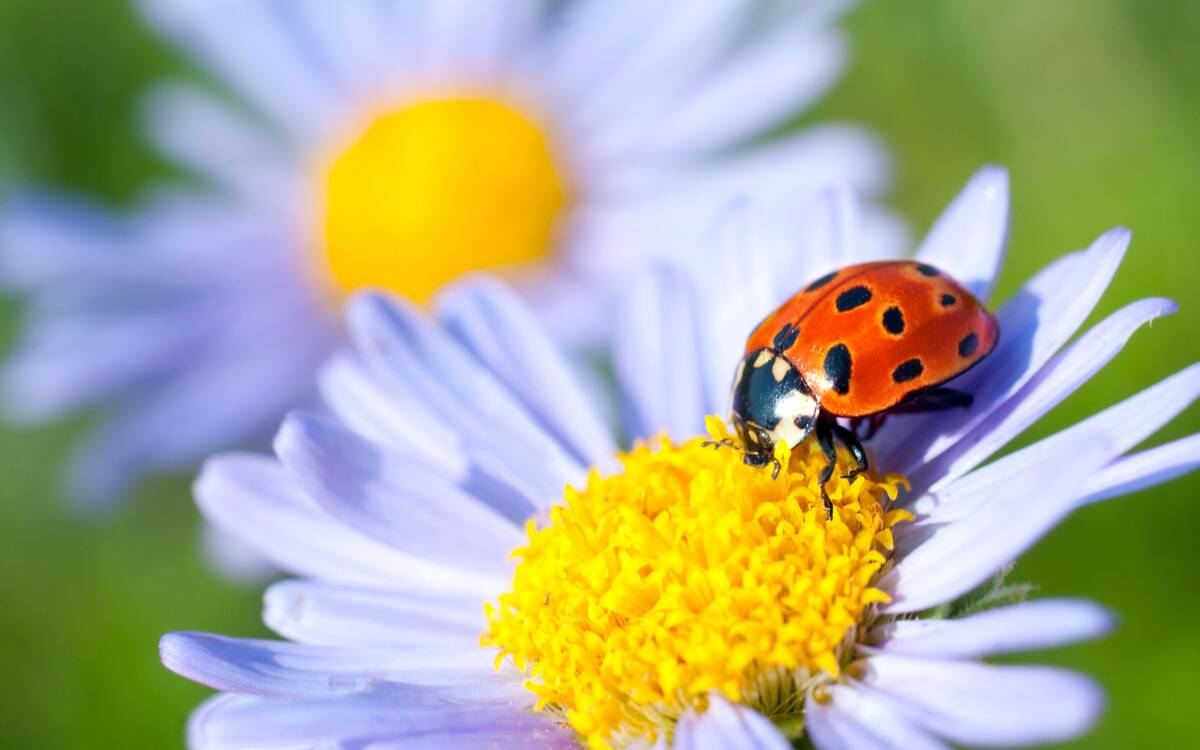 A ladybug on a daisy.
