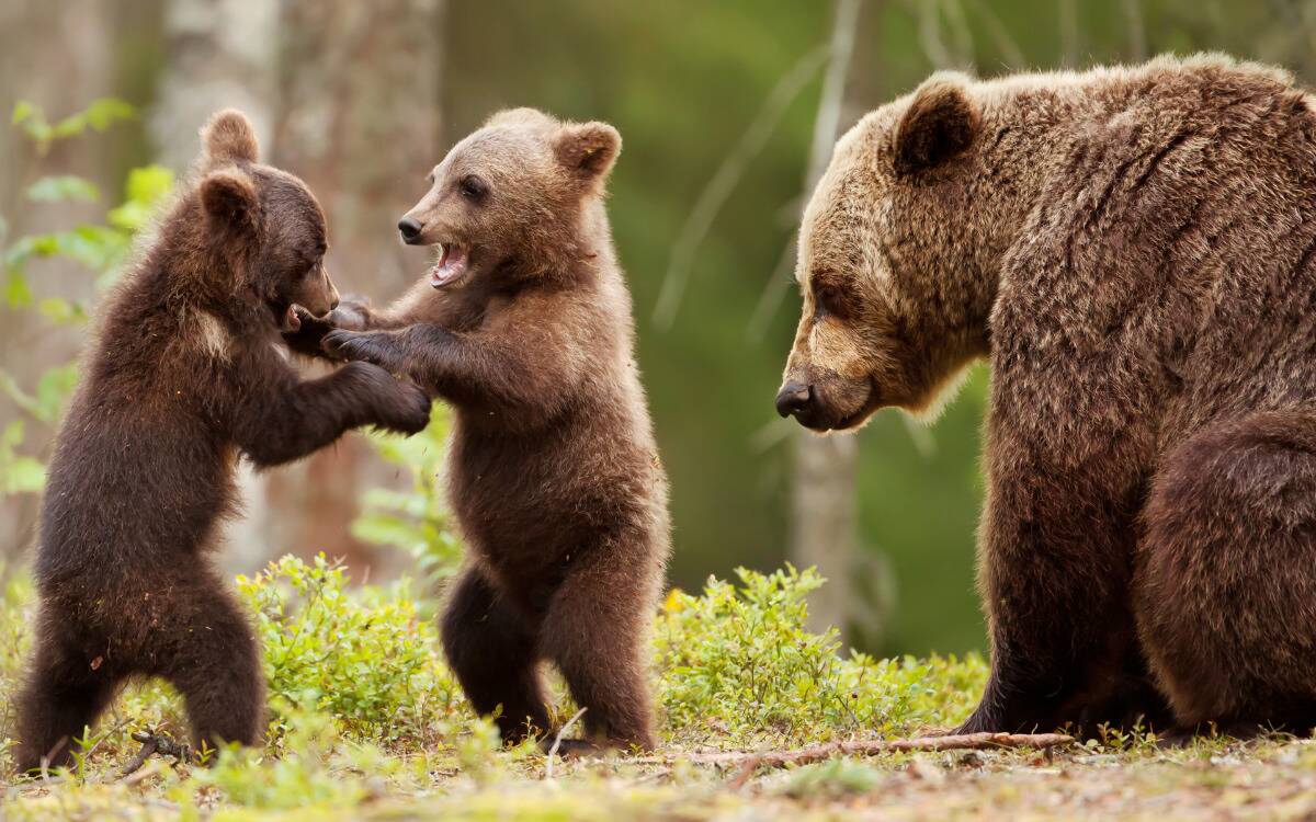 A mother bear watching her two cubs play.