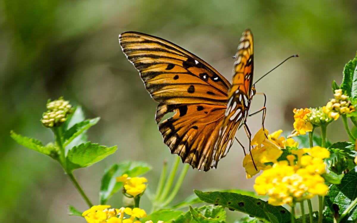 An orange butterfly poised on a flower.