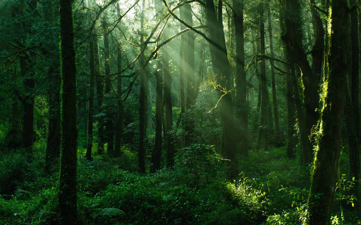 A lush green forest with beams of sunlight shining through.