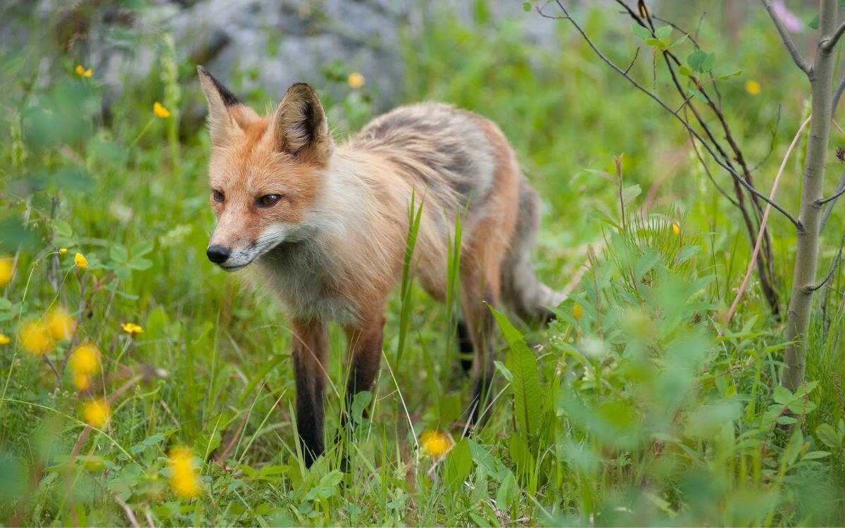 A fox walking through some grass.