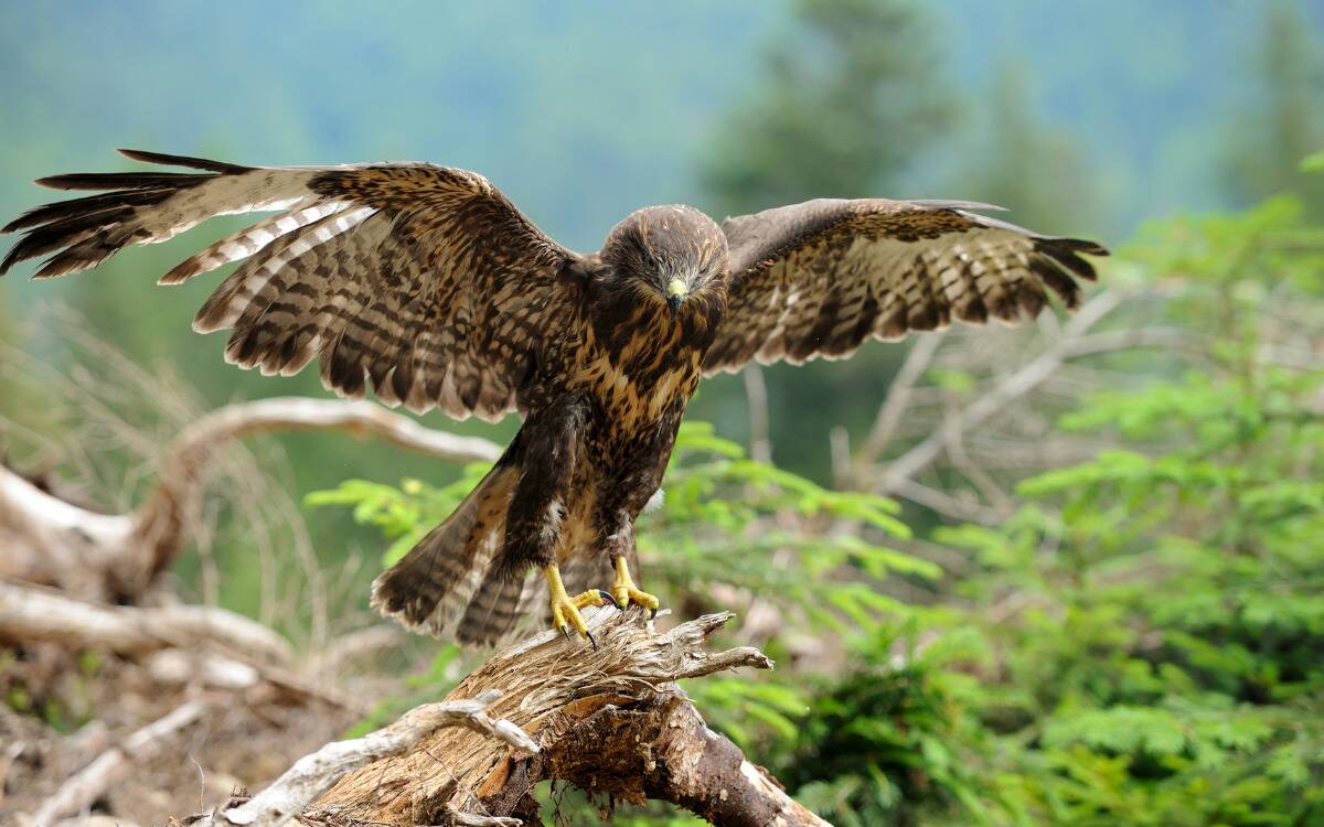 A hawk standing on a branch with its wings spread.