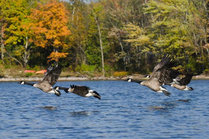 Geese flying low above the water in front of a forest.