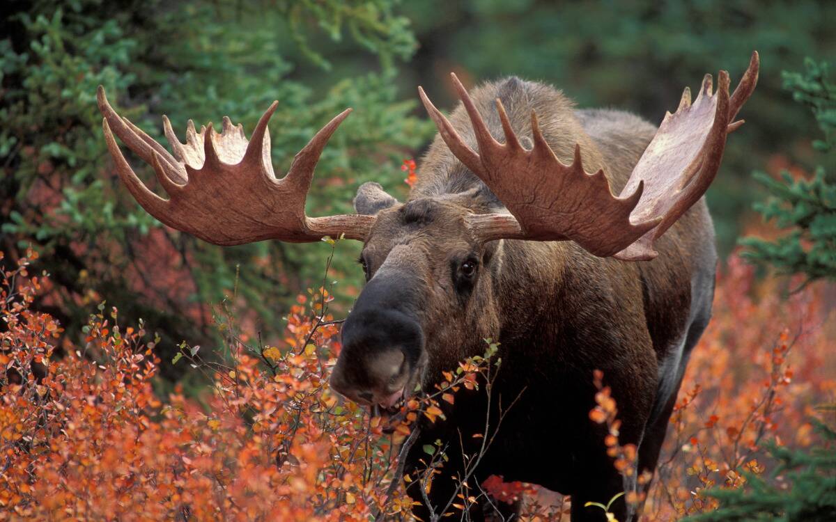 A moose walking through a forest.