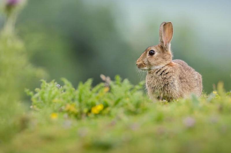 A small rabbit standing in a grassy patch.