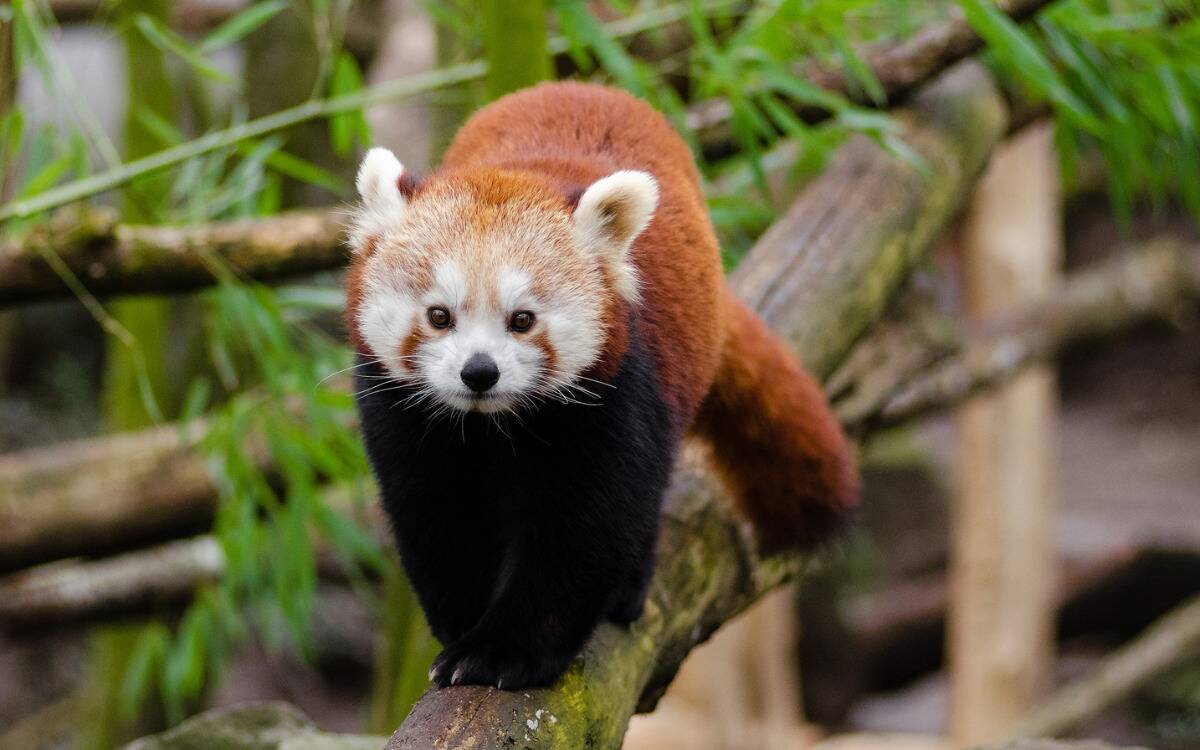 A red panda walking forward along a log.