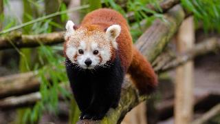 A red panda walking forward along a log.