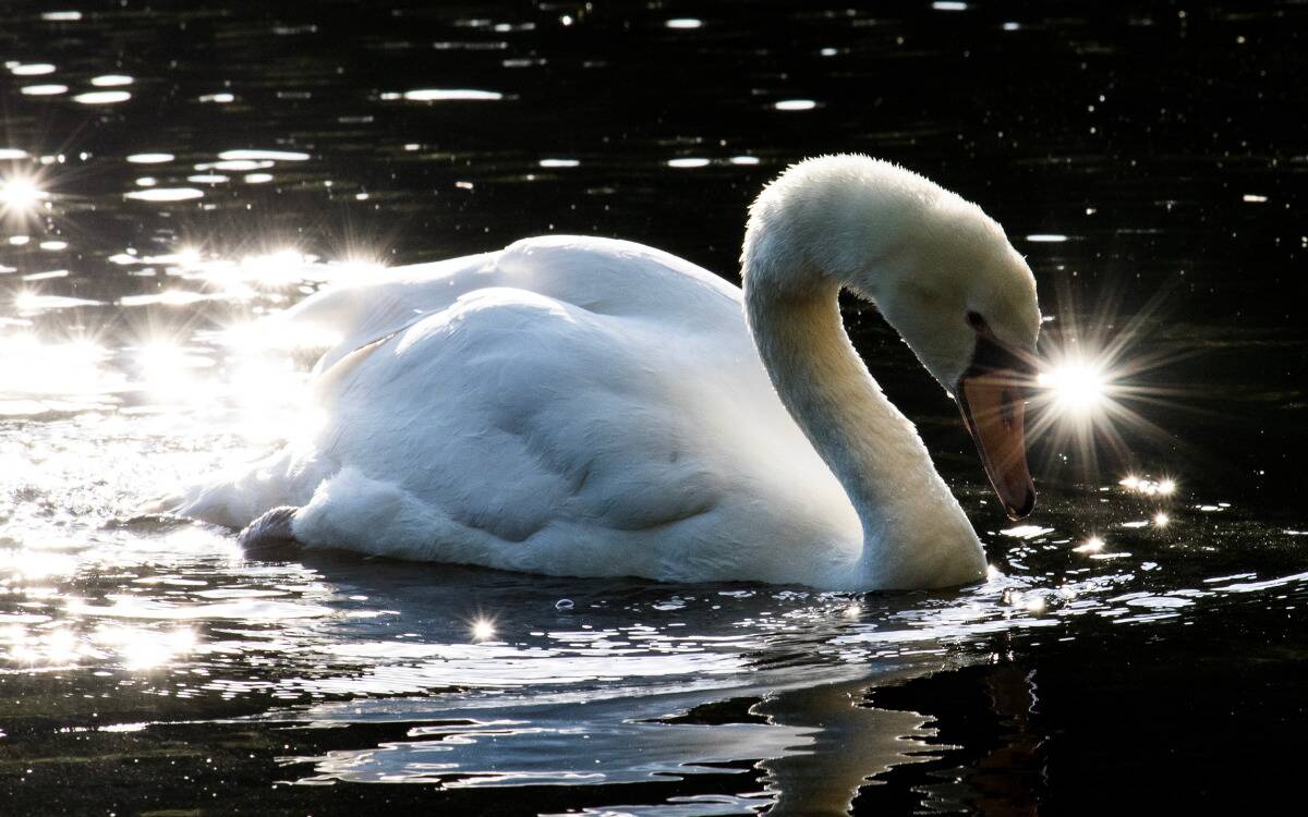A swan swimming atop dark water.