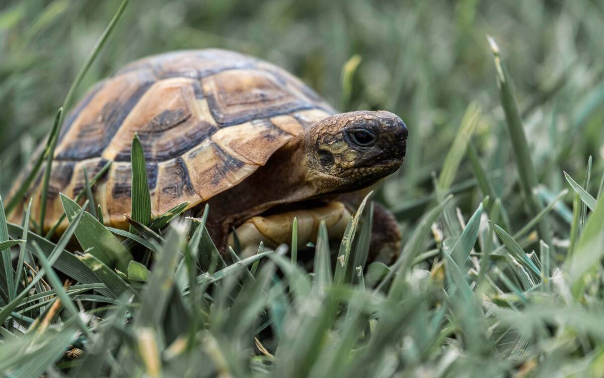 A small turtle walking through grass.