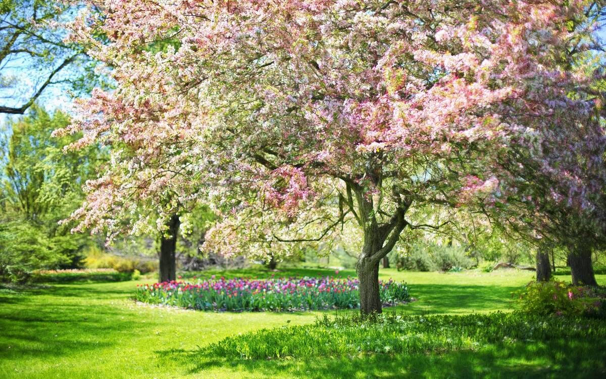 Blooming spring trees with a blooming flower garden beneath.