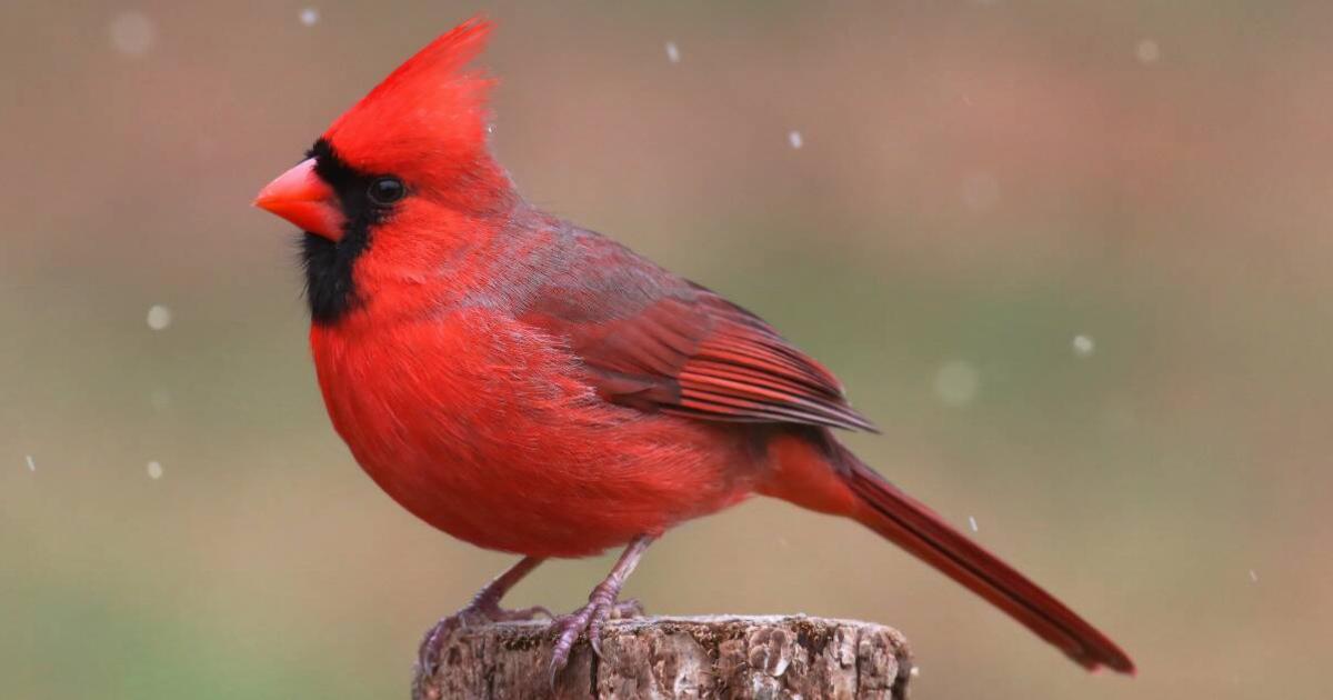 What It Means If Cardinals Often Appear In Your Life