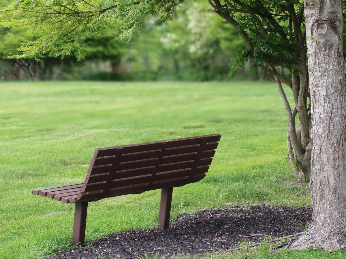 An empty bench under a tree in a field.