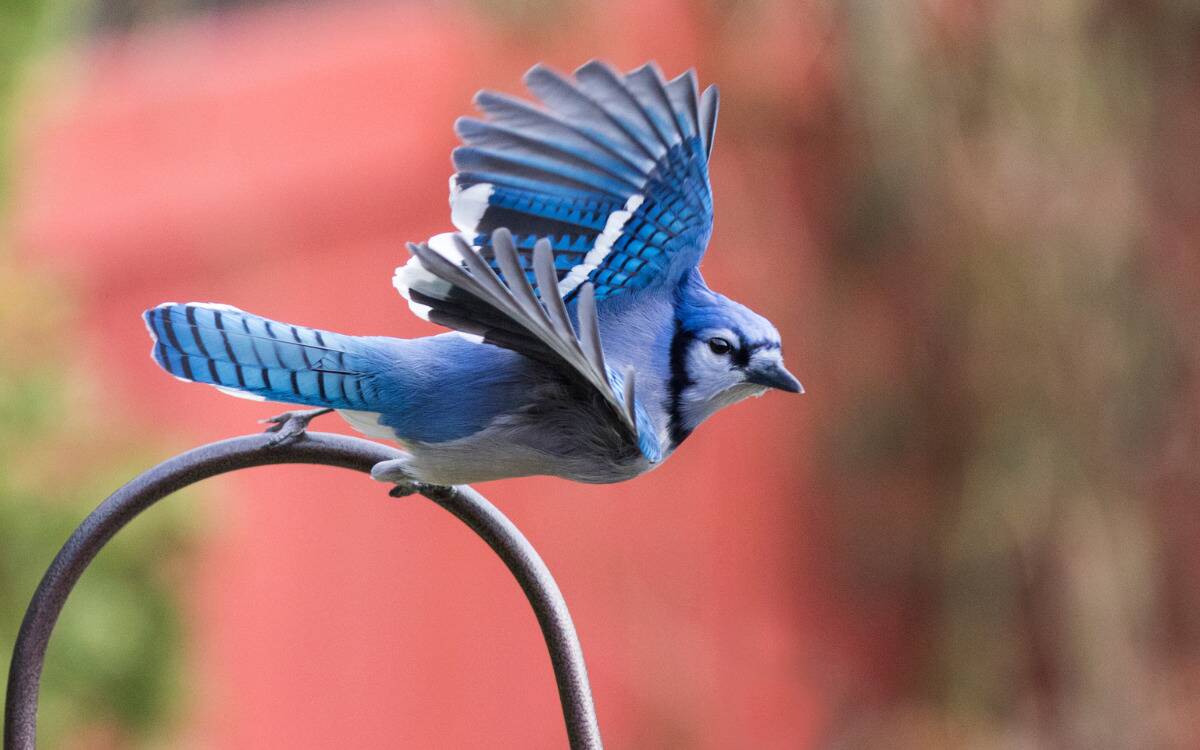 A blue jay launching off a metal fence.