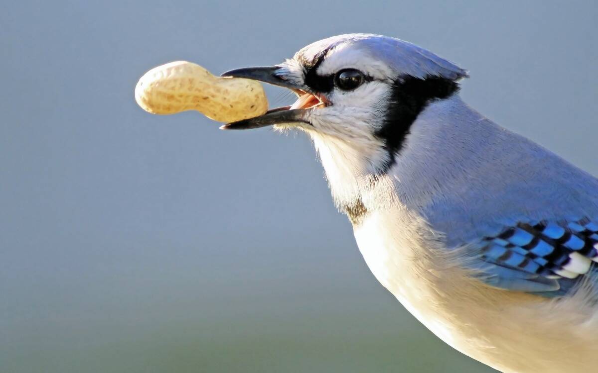 A blue jay with a peanut in its mouth.