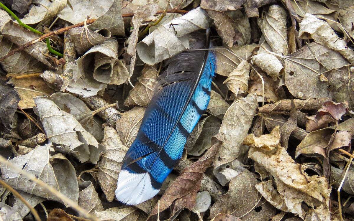 A blue jay feather in a pile of dead leaves.