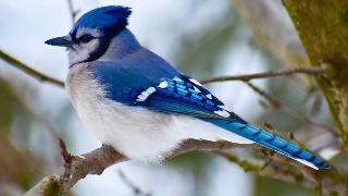 A blue jay standing on a branch.