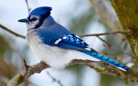 A blue jay standing on a branch.
