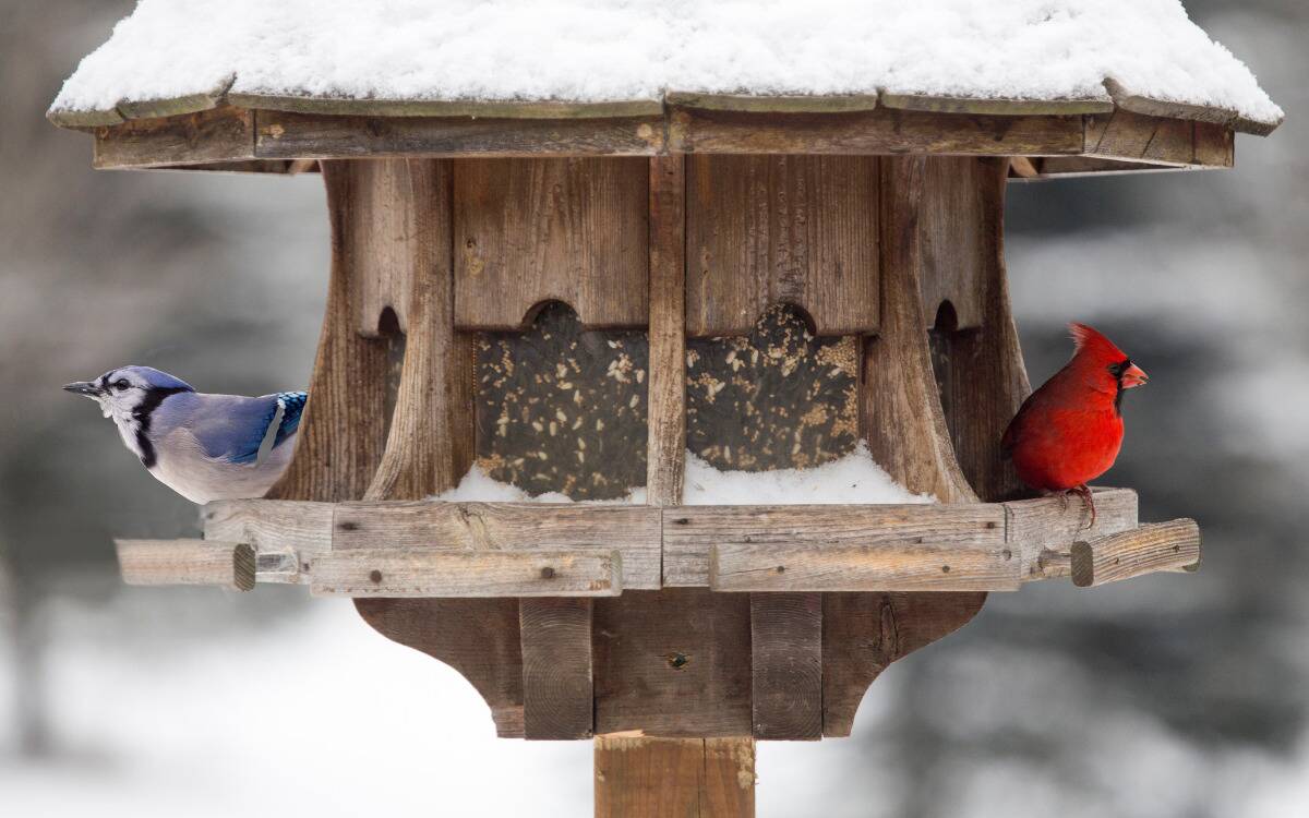 A blue jay and a cardinal on opposite sides of a bird feeder.