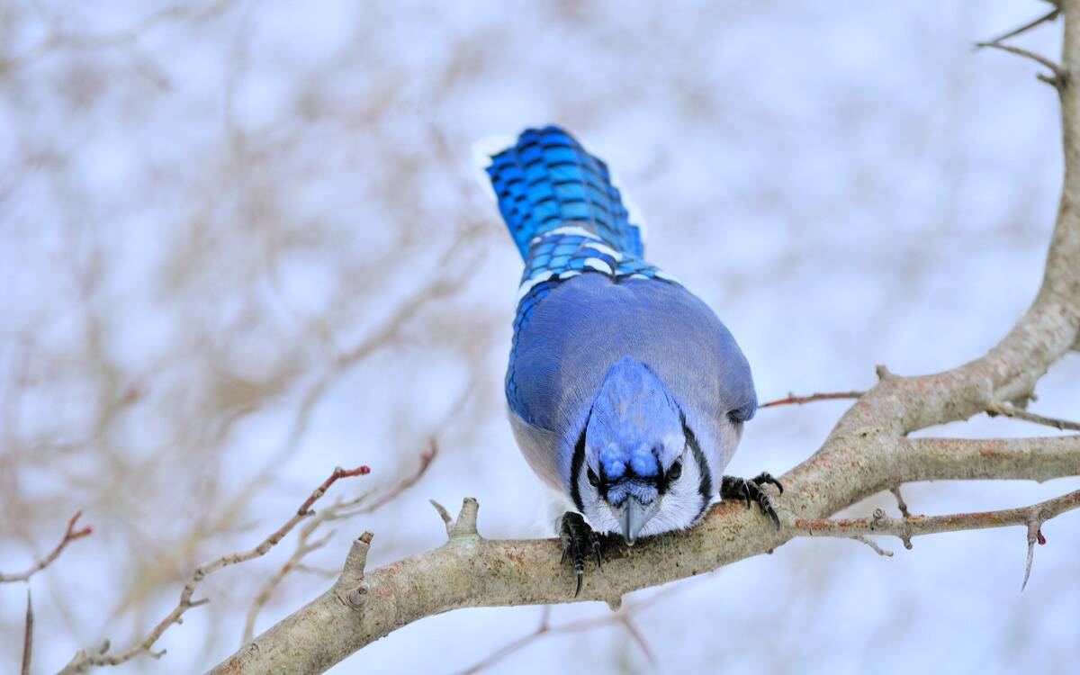 A blue jay leaning down while standing on a branch.