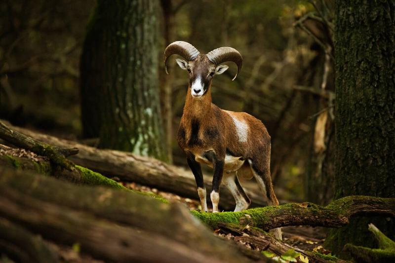 european mouflon animal in woods