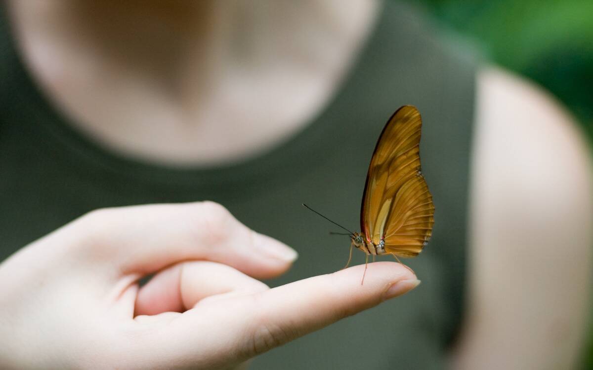 A butterfly resting on the tip of someone's finger.