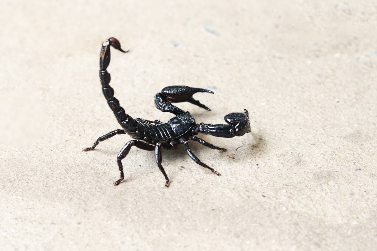 black scorpion standing on white background