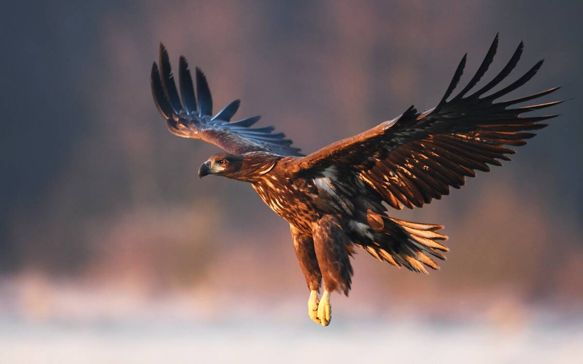 A golden eagle mid-flight.