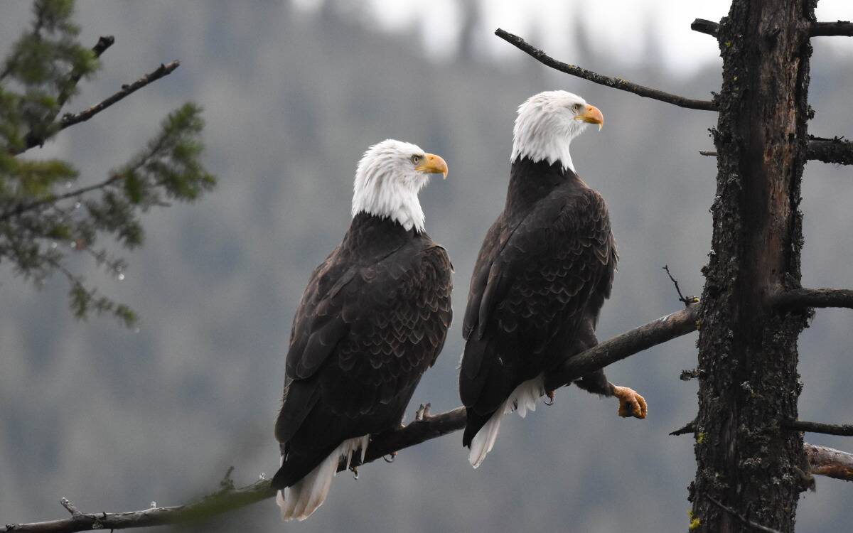 Two bald eagles perched on a branch, looking away from the camera.