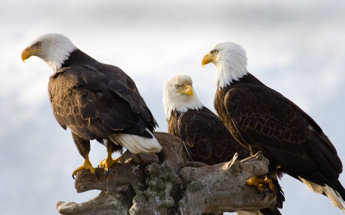 Three eagles perched atop a tree formation.