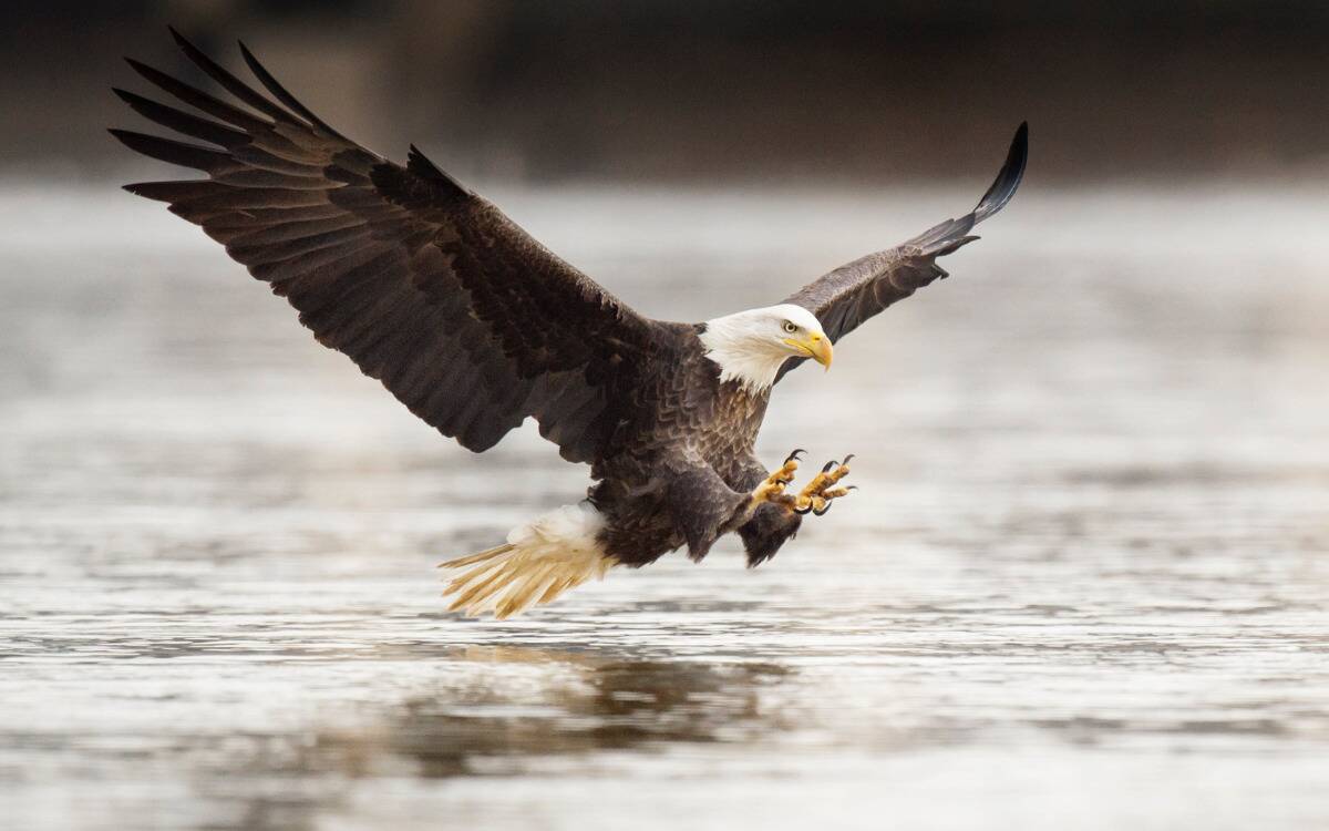 A bald eagle soaring over water.