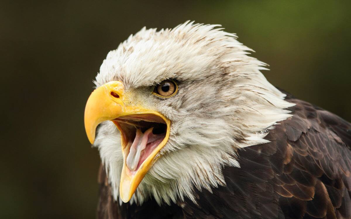 A closeup of a bald eagle mid-cry.