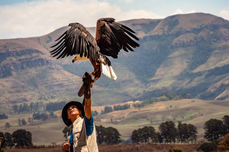 A falconeer with their arm up, an eagle perching atop their hand.