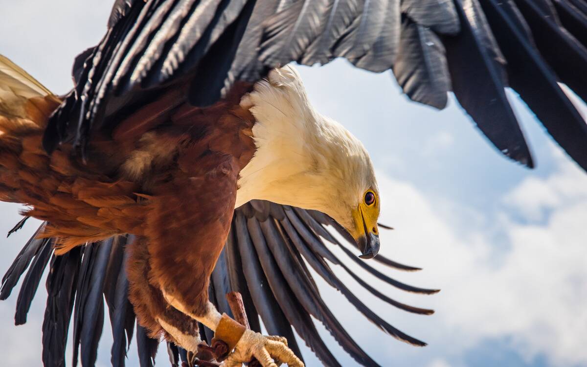 An eagle show from a back angle, its wings outstretched.