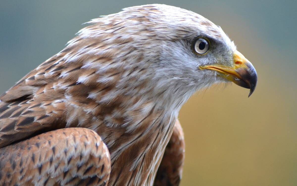 A closeup of a juvenile eagle.