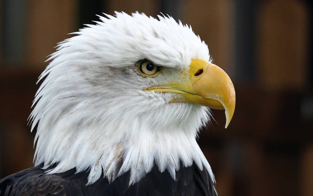 A closeup of a bald eagle's head.